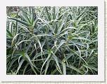 Aloe.JPG