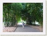 Bambus-Allee.JPG