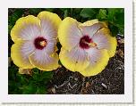 Hibiskus3.JPG
