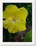Hibiskus4.JPG