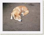 Dingo.JPG
