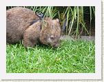 Wombat.JPG