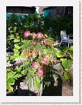 P1000346 * 2304 x 3072 * (3.5MB)
